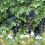 Виноград на даче: выращивание и уход