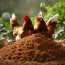 Восхитительные органические удобрения: преимущества использования куриного помёта