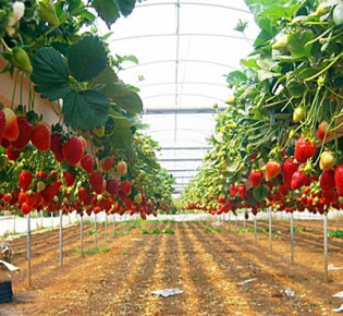 Технология выращивания клубники в теплице