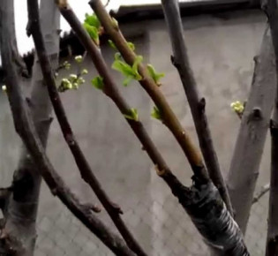 Как правильно привить сливу