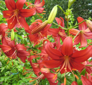 Лилия в саду: посадка и уход