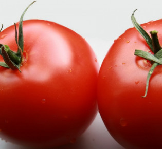 Выращивание помидоров в открытом грунте