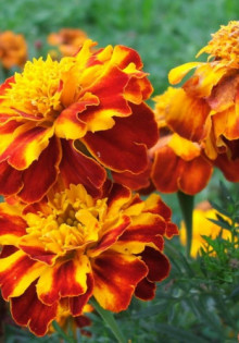 Цветы бархатцы: лечебные свойства и их использование в народной медицине