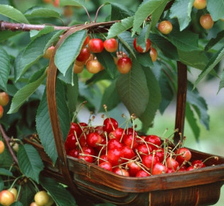 Как вырастить черешню