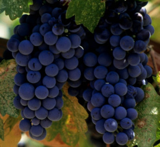 Правильная обрезка винограда