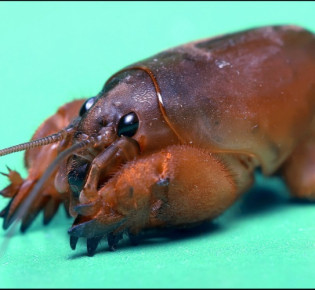 Борьба с медведкой весной