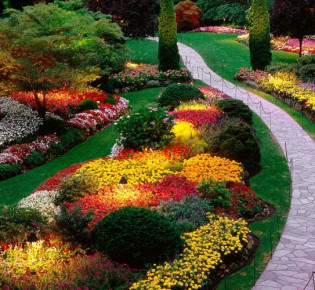 Однолетние цветы для вашей клумбы на даче