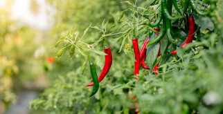 Шалфей: Удивительный мир травы, которая меняет жизнь