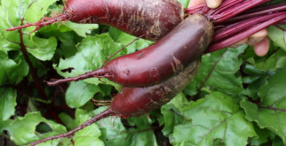 Как правильно сеять свеклу