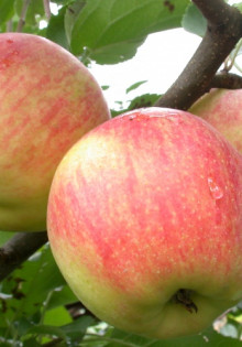 Суперфосфат: Больше, чем просто удобрение для вашего огорода