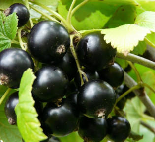 Выращивание смородины на даче