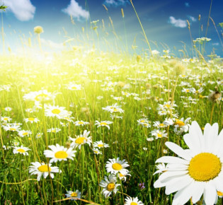 Как правильно сажать ромашки и ухаживать за ними