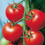 Лучшие сорта томатов для теплицы