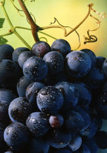 Прививка винограда – способы и сроки