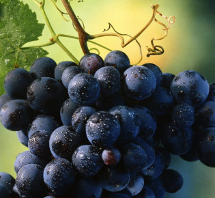 Прививка винограда – способы и сроки