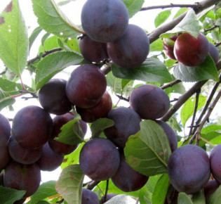 Как ухаживать за сливой