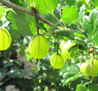 Посадка крыжовника, выращивание и уход