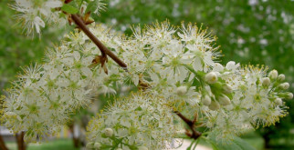 Как посадить черемуху на даче