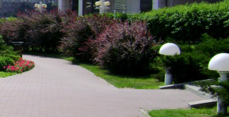 Как стричь дерен