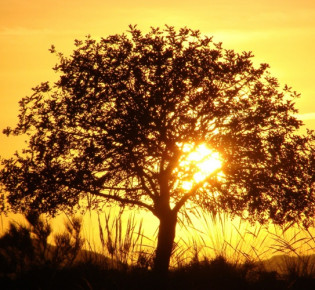 Как сформировать сливу