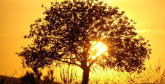 Как сформировать сливу