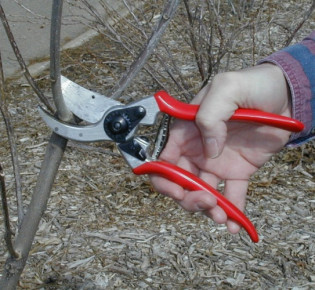 Как обрезать сливу