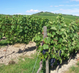 Выращивание винограда черенками