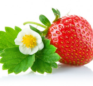 Посадка клубники, выращивание и уход