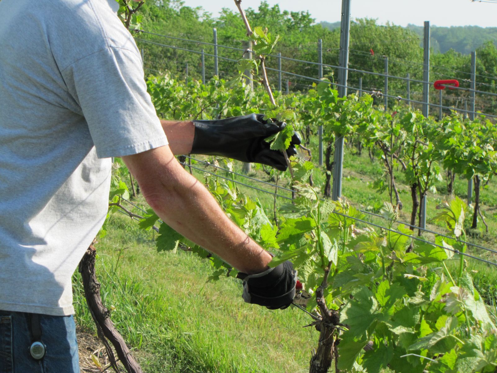 Как ухаживать за посаженным виноградом?