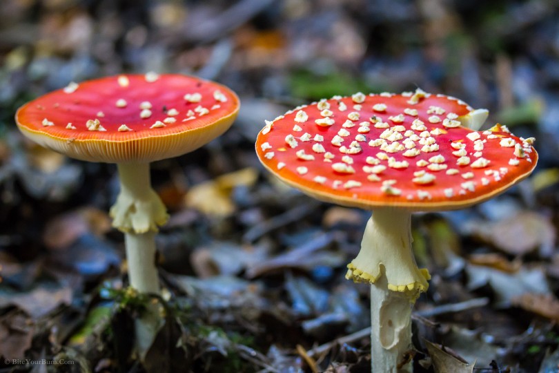 Ядовитые грибы: как распознать?