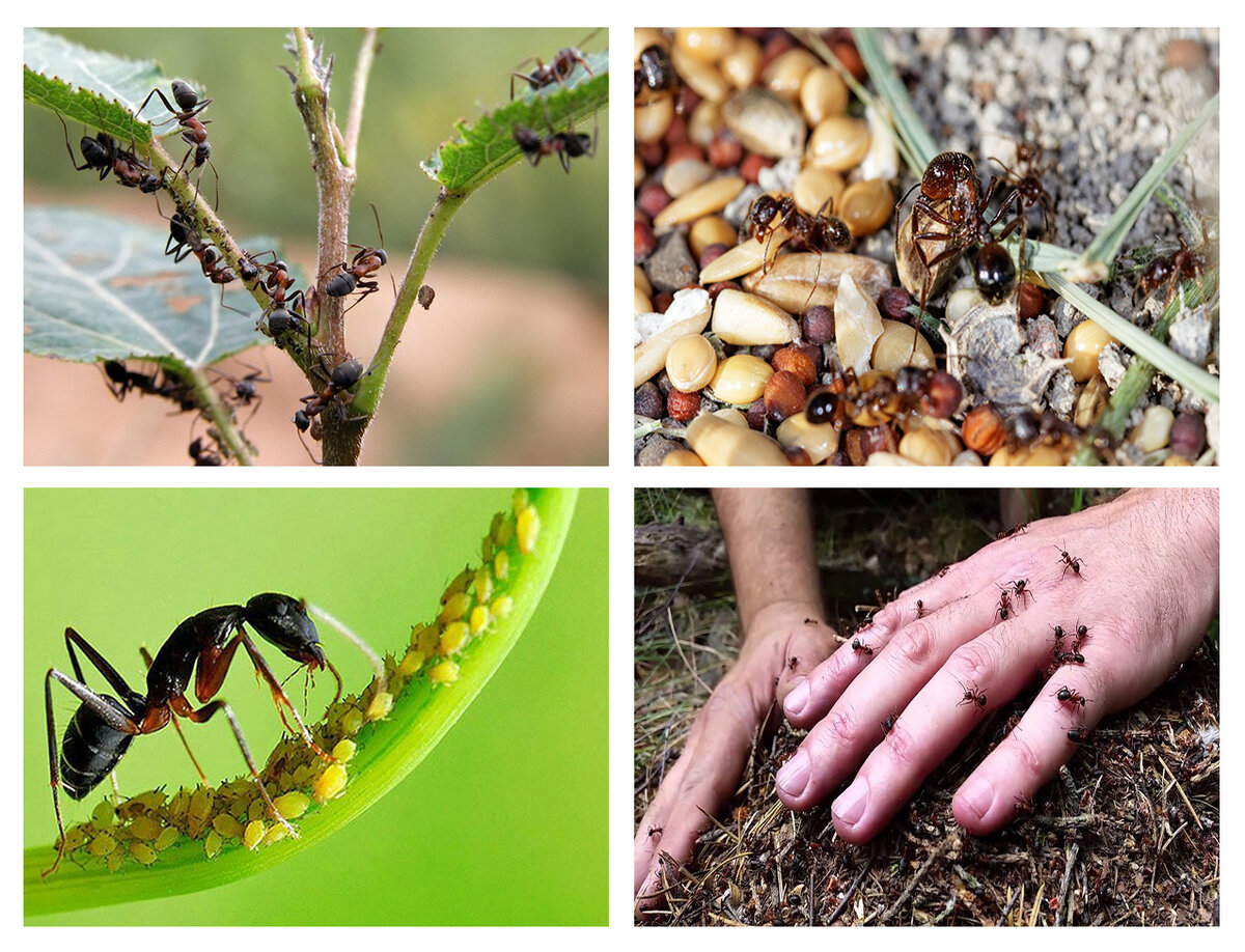 Как избавиться от муравьёв в огороде?
