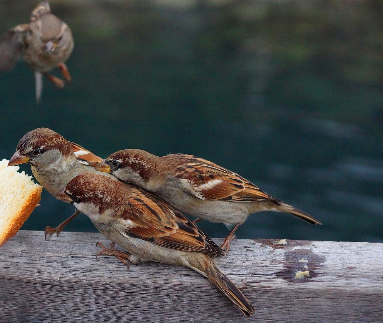 Обустройство: Как привлечь птиц к кормушке