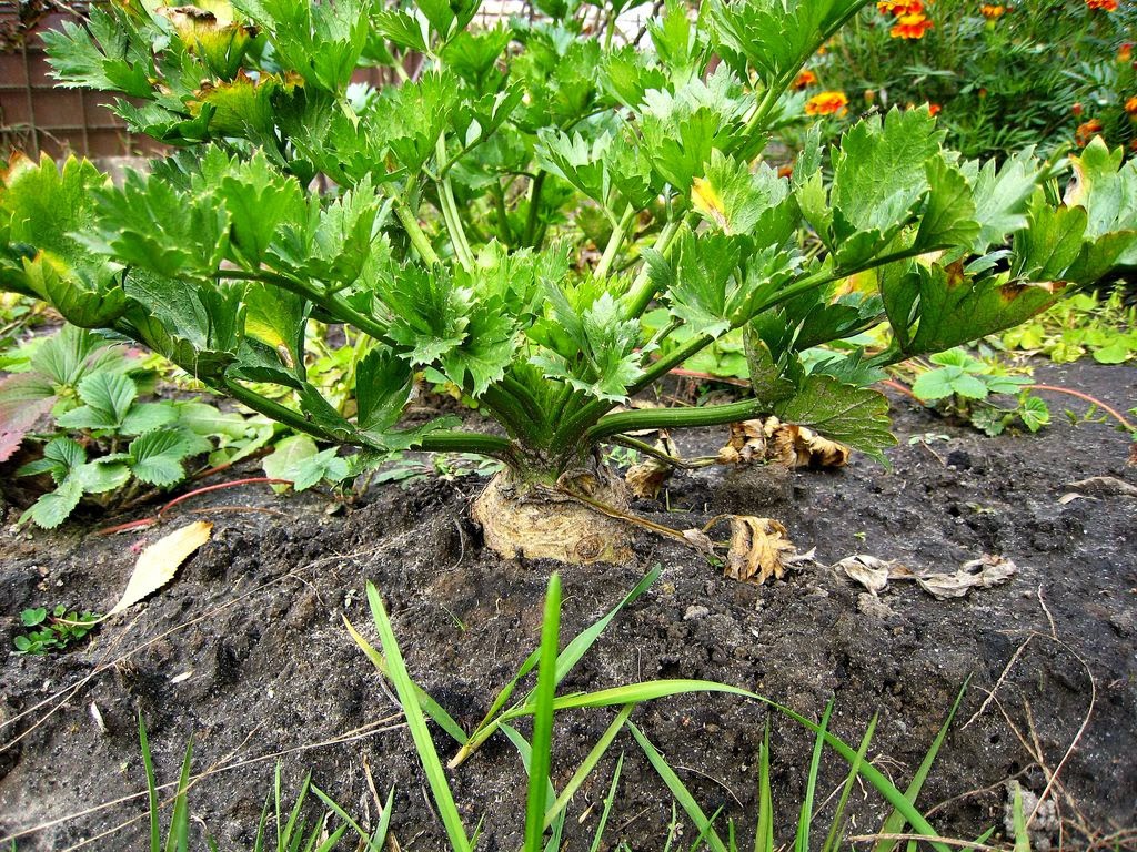 Огород: Сорта сельдерея корневого и черешкового