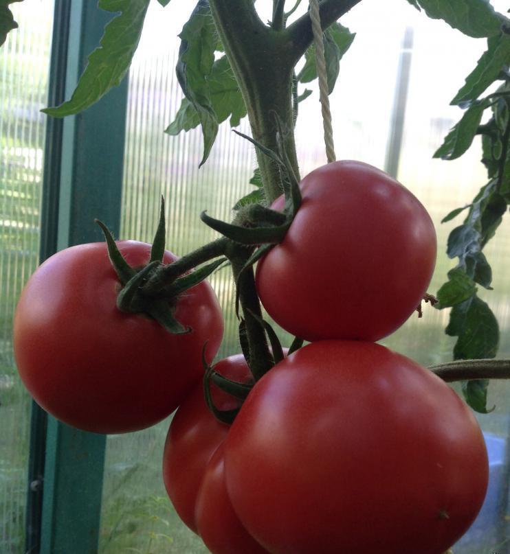 Огород: Сорта томатов для теплиц