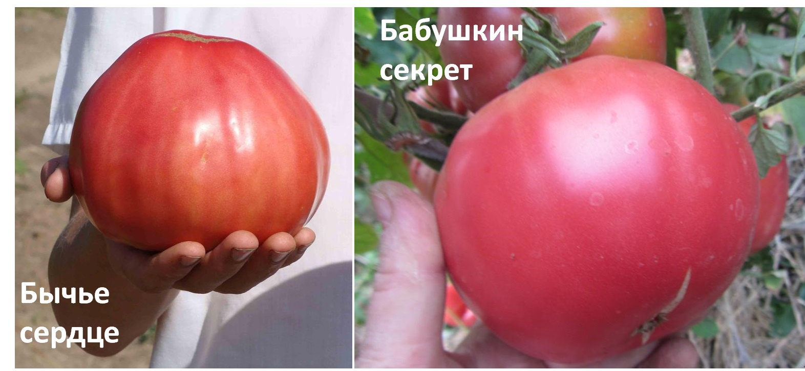 Огород: Сорта томатов для теплиц