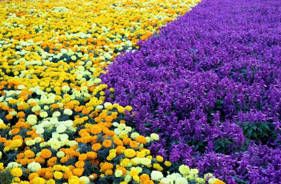 Цветы и клумбы: Низкорослые цветы для клумбы: описание и фото