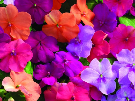 Цветы и клумбы: Низкорослые цветы для клумбы: описание и фото