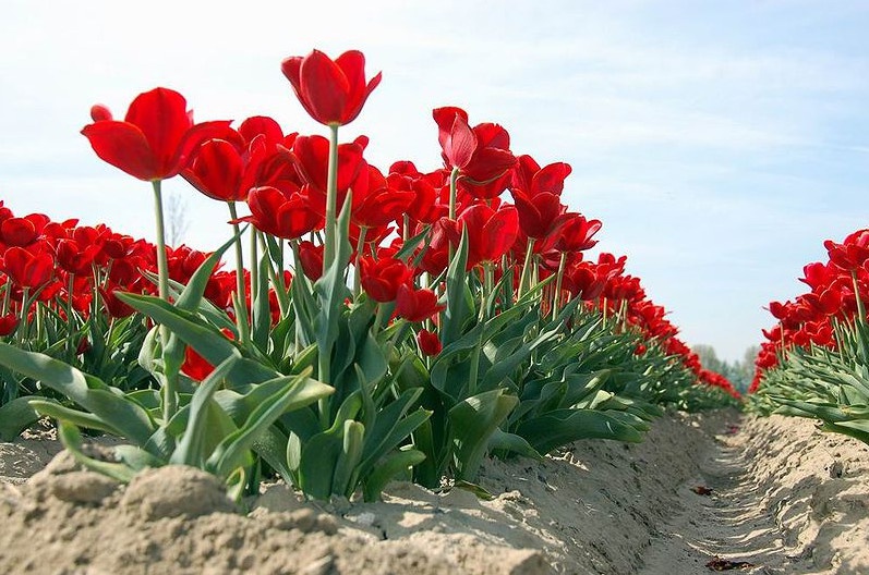 Цветы и клумбы: Выращивание тюльпанов на даче - в теплице и открытом грунте