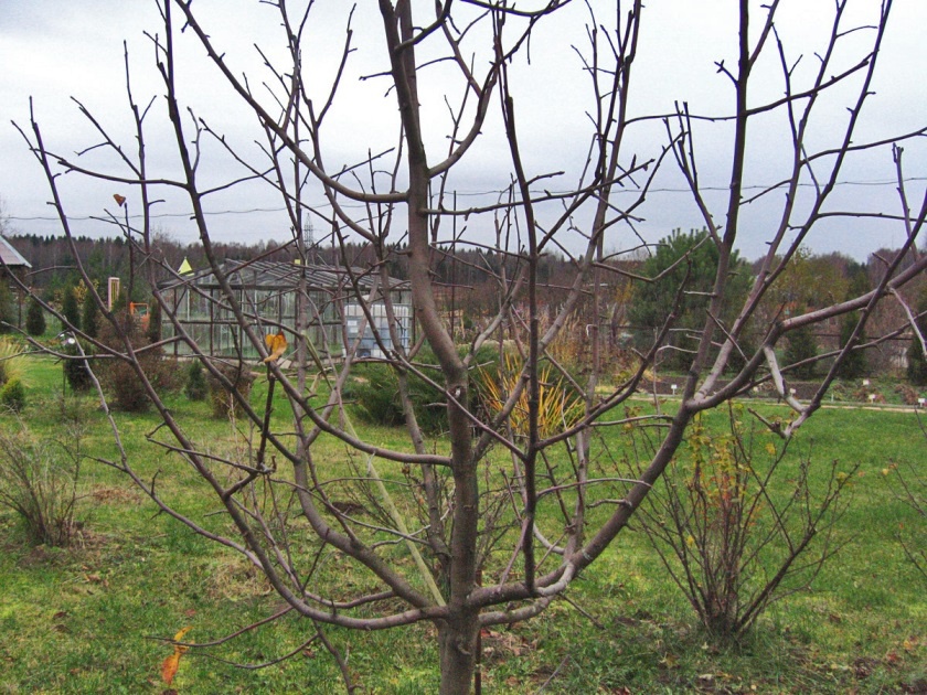 Сад: Как правильно сформировать яблоню