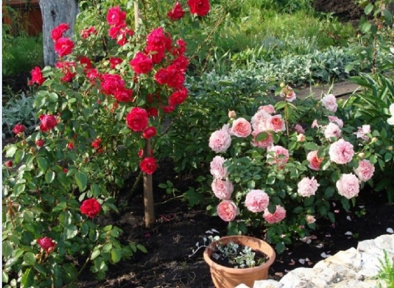 Цветы и клумбы: Как выращивать розы на даче: посадка и уход