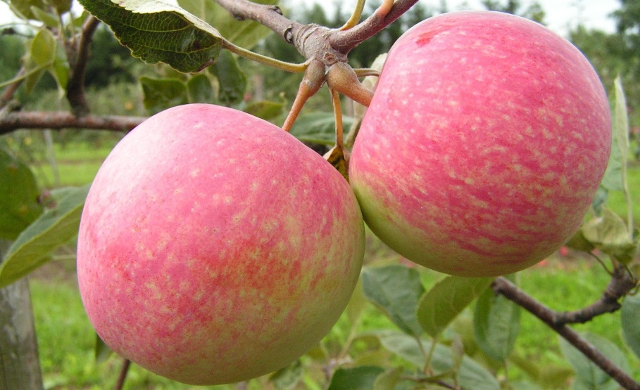 Сад: Как выбрать саженец яблони