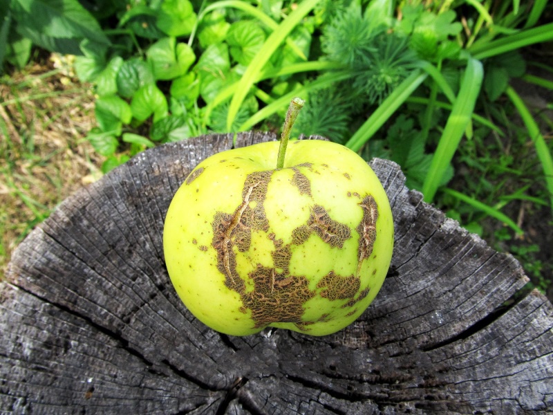 Сад: Как лечить яблоню