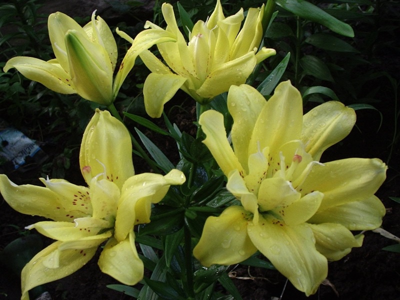 Цветы и клумбы: Лилия в саду: посадка и уход