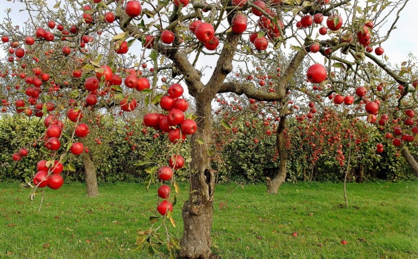 Сад: Болезни фруктовых деревьев