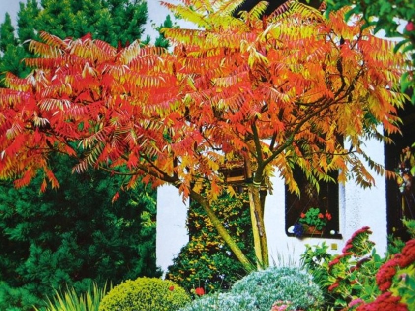 Ландшафтный дизайн: Декоративные деревья для сада и дачи