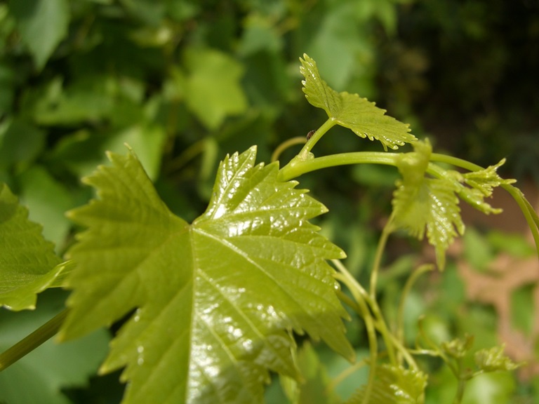 Сад: Виноград на даче: выращивание и уход