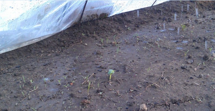 Огород: Выращивание огурцов в открытом грунте