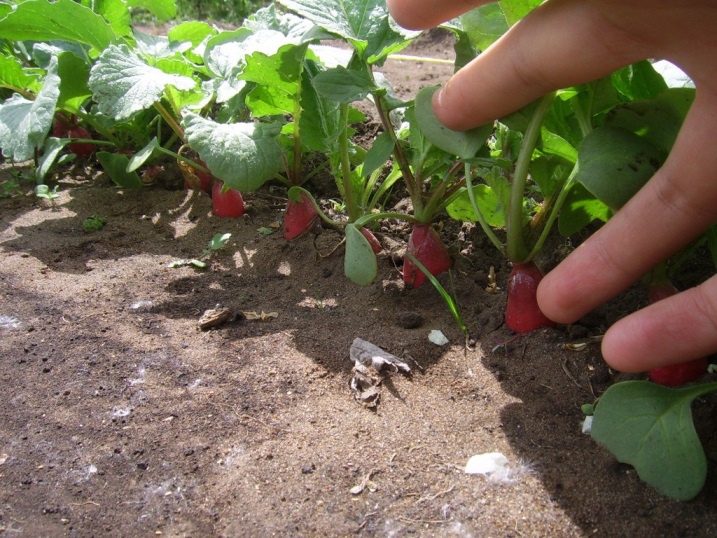 Огород: Технология выращивания редиса