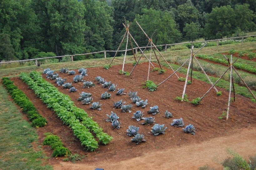 Огород: Как вырастить хороший урожай картофеля
