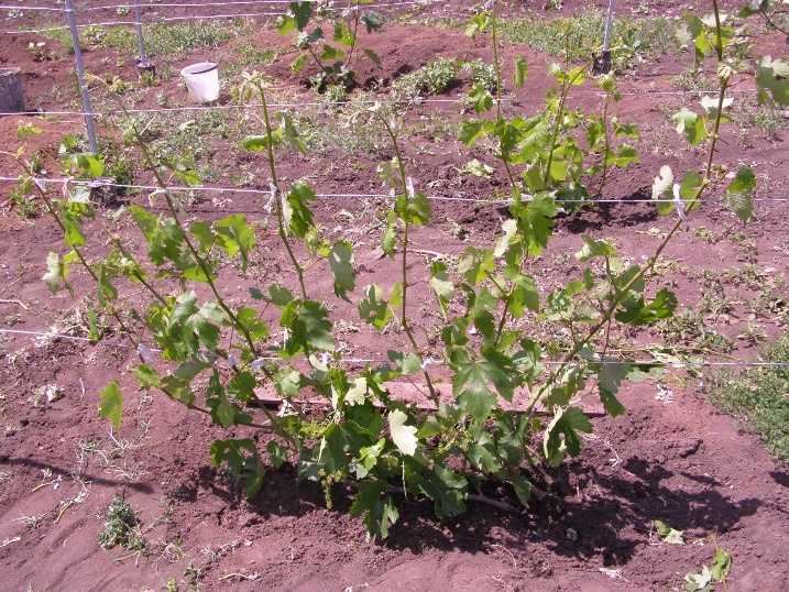 Сад: Виноград на даче: выращивание и уход